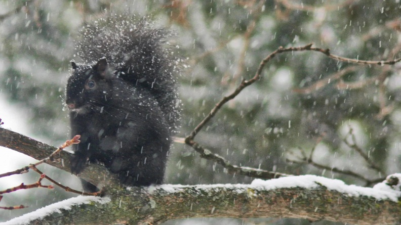 Black Squirrel sits on branch in light snowfall, Toronto, Ontario, Canada